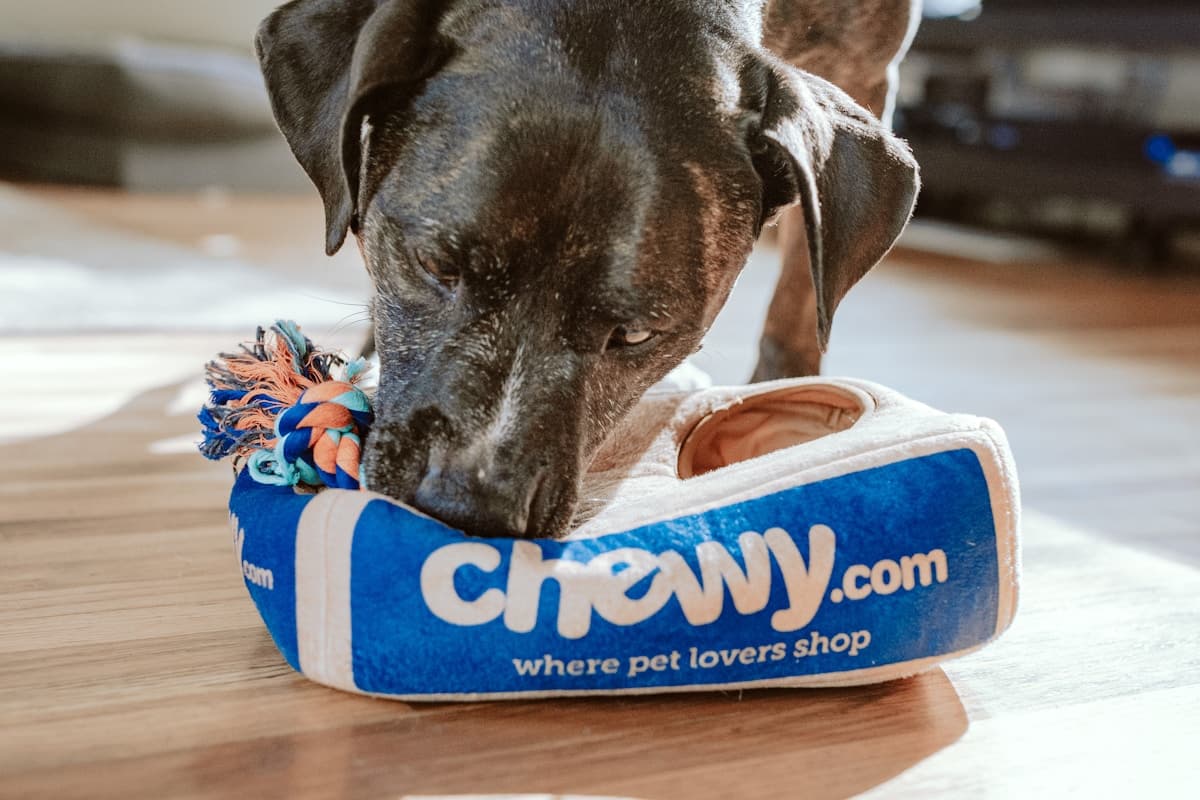 ہوٹلز a penzióny pre zvieratá